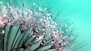 dandelion-445228.jpg