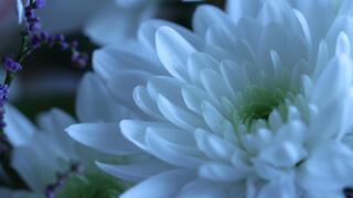 Chrysanthemum.jpg