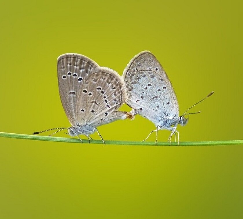 Quick fixes are intended to address several practical problems