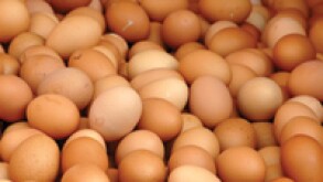 eggs.jpg
