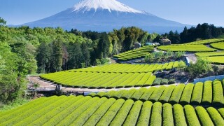 Green tea Fields IV