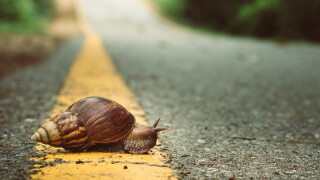 sluggish