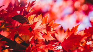 Maples leaves