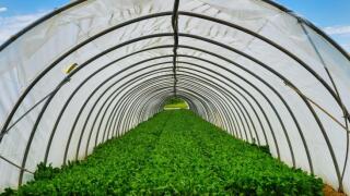 greenhouse-vegetables.jpg