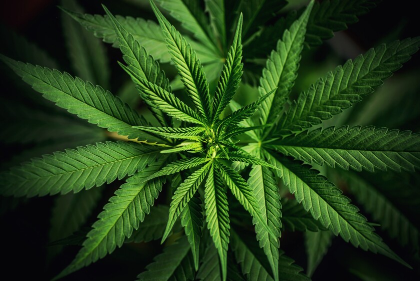 Close up of cannabis plant