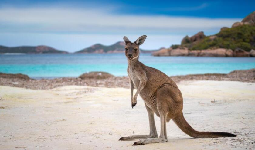 kangaroo.jpeg