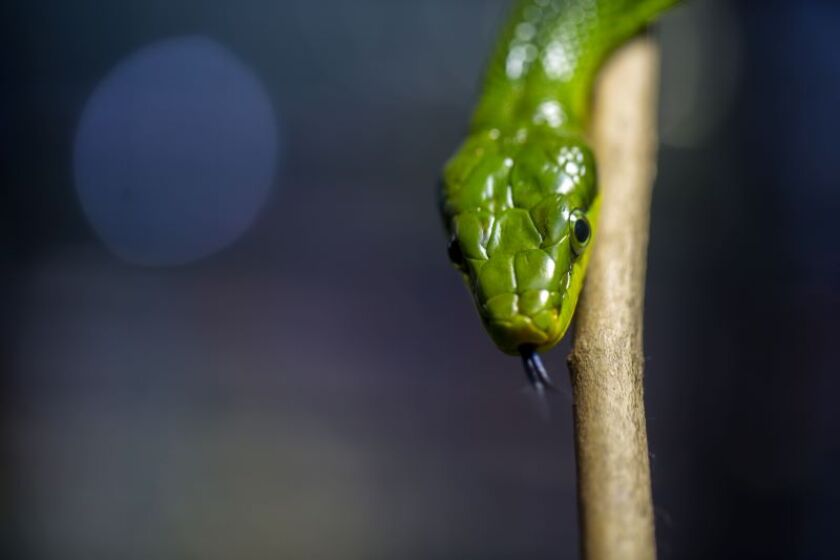 snake.jpg