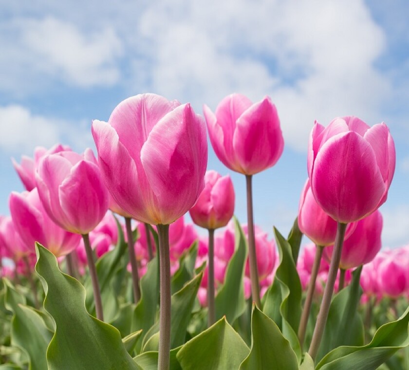 Investment in the Netherlands is on the rise amid slowing global economic growth