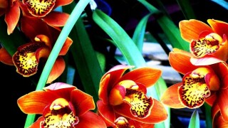 There is no express provision that prevents the deductibility of interest on loans for the acquisition of shares