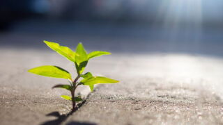 growth plant.jpeg