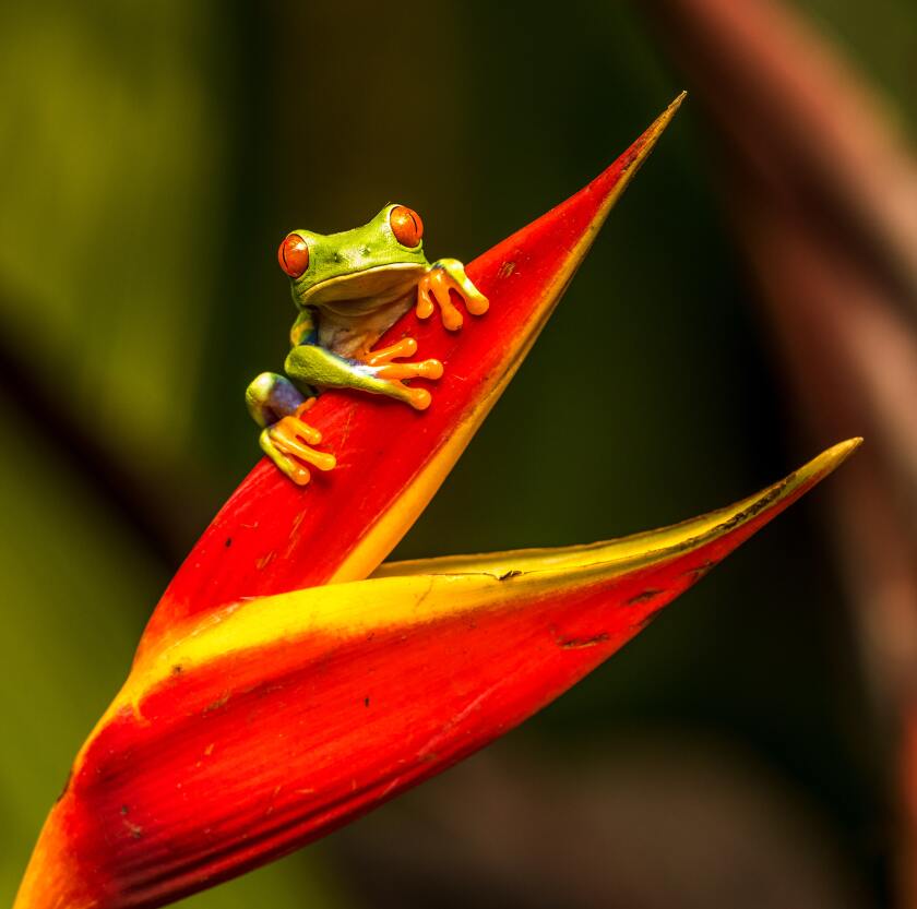 costa-rica-frog.jpg