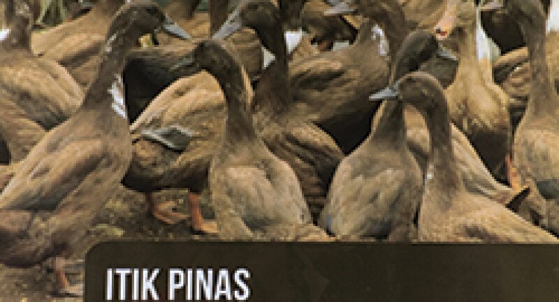 ducks.jpg