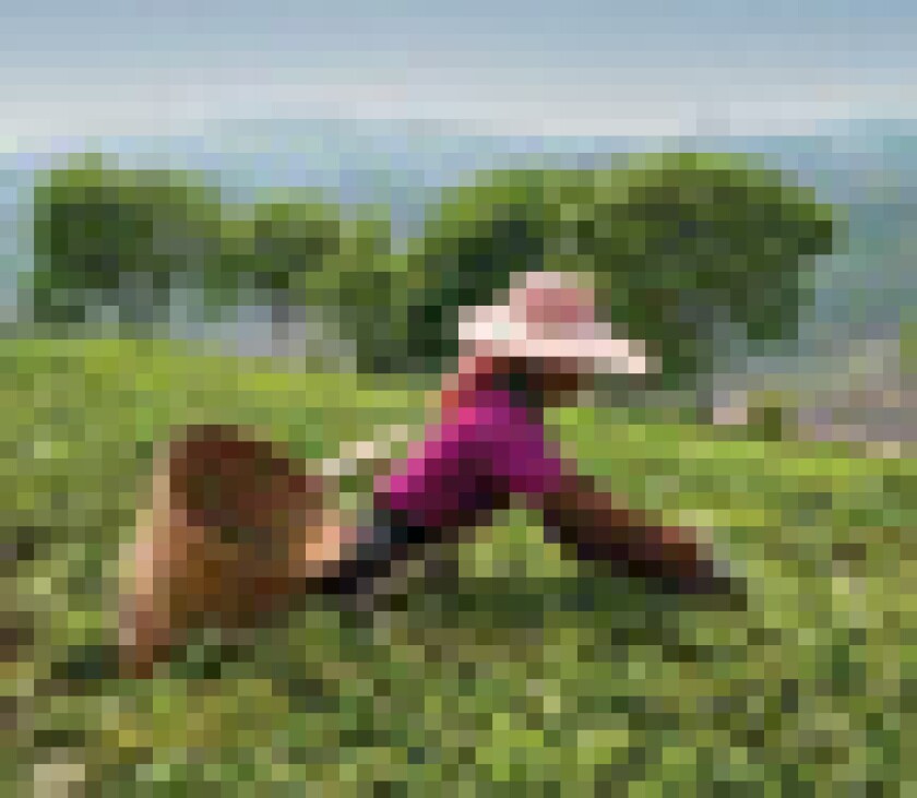 farm-puff.jpg