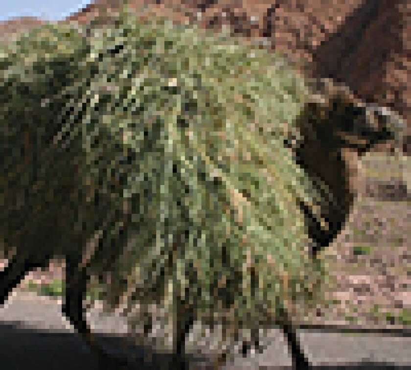 camel-thumb.jpg