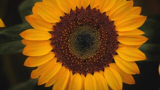 EU financial institutions in the UK through a branch cannot apply the Spanish domestic exemption 