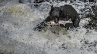 Alaska Black Bear with a salmon in his mouth in rapids