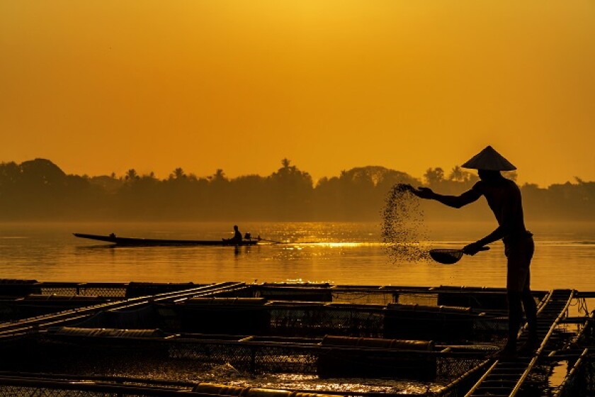 Fisherman feeds the fish in a commercial farm in Mekong river. Farmers feeding fish in cages, Mekong River. The Tilapia for feeding fish in northeast of Thailand.