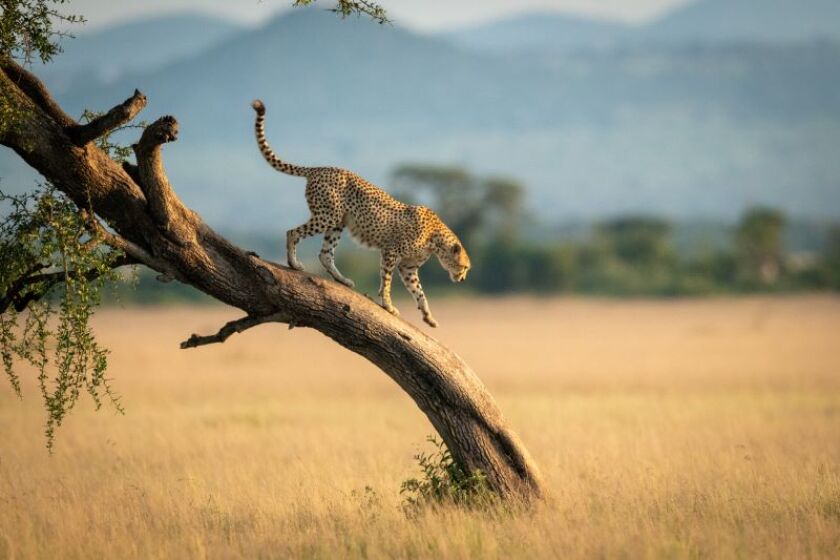 cheetah.jpeg