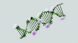 Flowers on a double helix