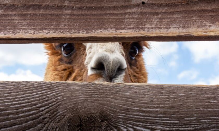 llama.jpg
