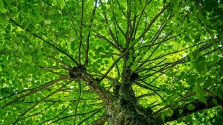 Green taxes are in their initial stages in Mexico