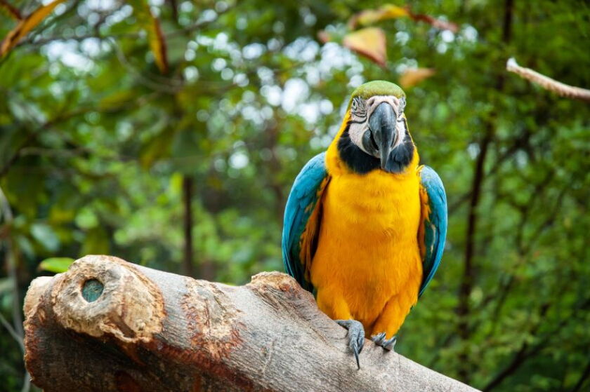 parrot-ecuador.jpg