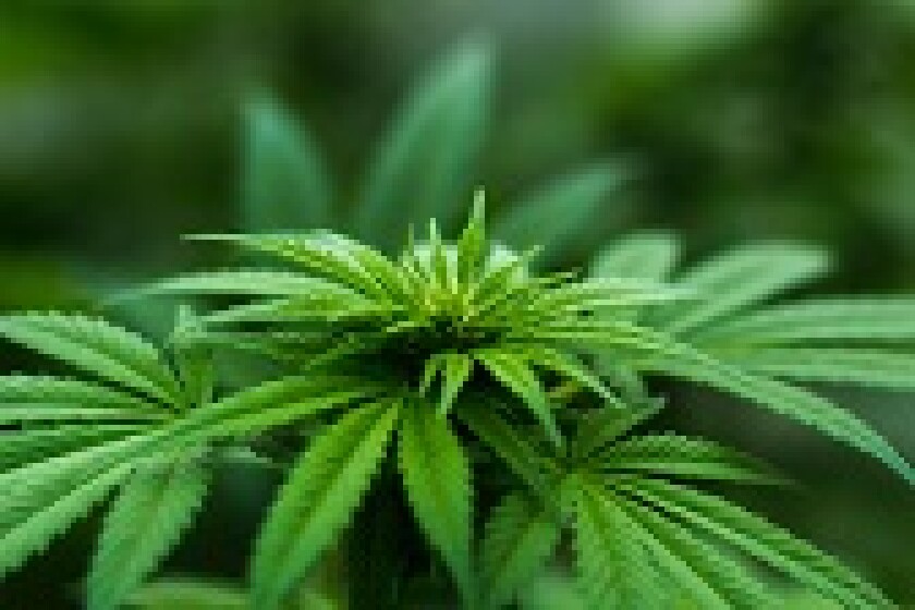 Cannabis close up 168