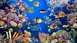 Colorful and vibrant aquarium life