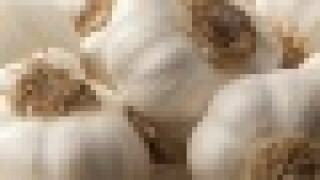 garlic.jpg