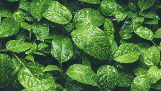 leaves.jpeg