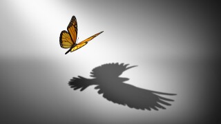 Aspiration for change and ambition for improvement and success as a metaphor for growth and transformation as a butterfly casting a shadow of a flying bird