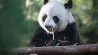 panda