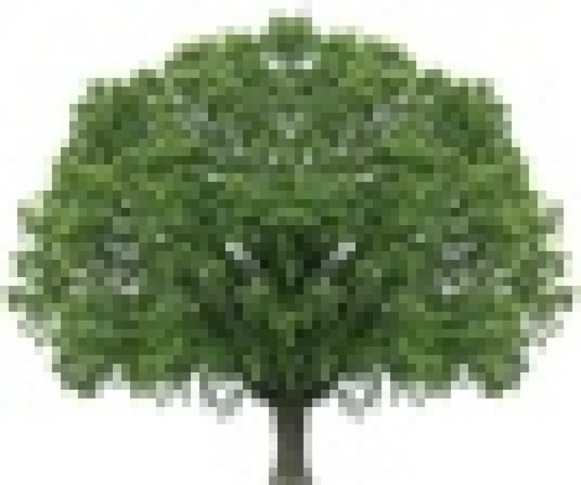 tree-67.jpg