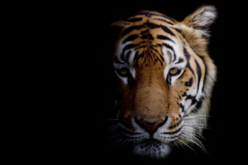 tiger.jpeg