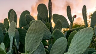 Texas Prickly pear cactus with green fruit with sunset backgroun