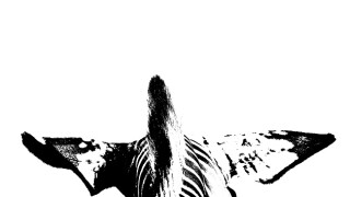 AdobeStock_282651186_zebra 630 x 570