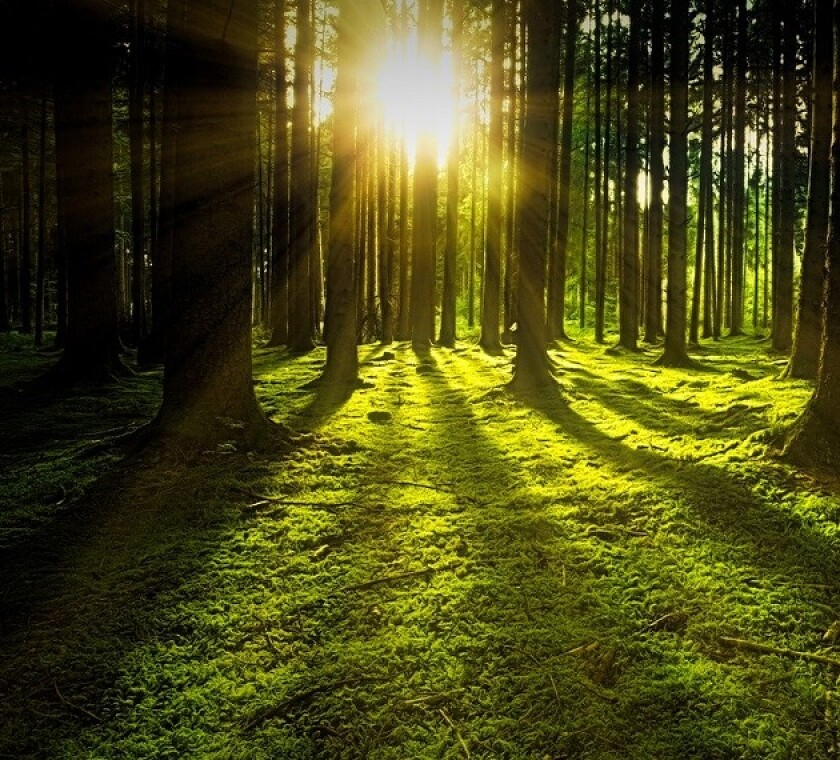 nature-3294681-1280.jpg