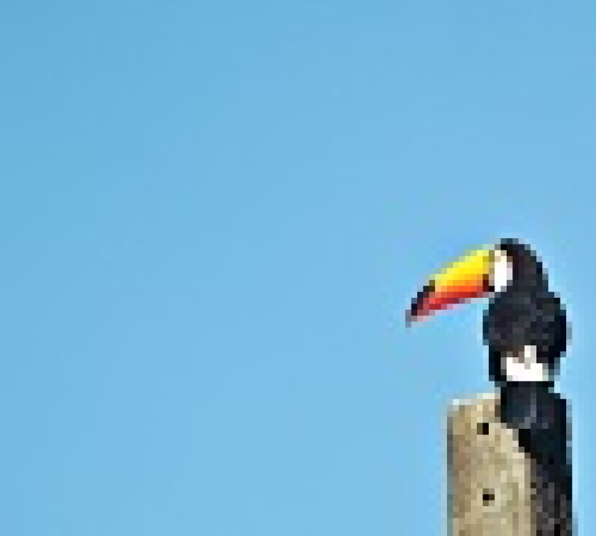 Toucan