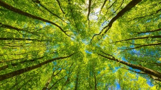 Environmental taxes are becoming increasingly important to governments and MNEs