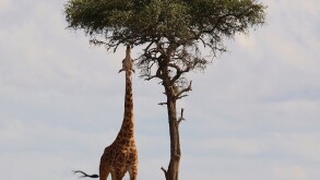 Governments will target multinationals