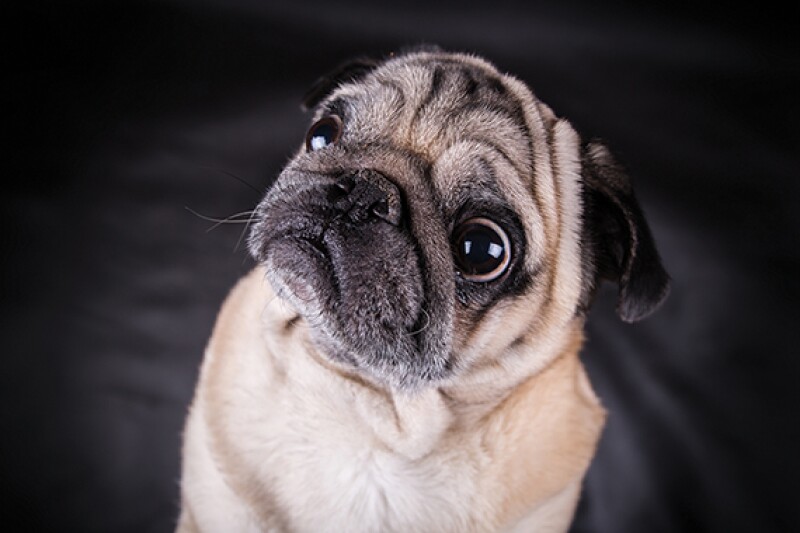 pug.jpg