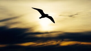 Some companies have soared above the clouds of COVID-19
