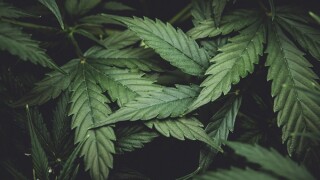 Green background of leaves. Young cannabis plant. Cannabis at the beginning of flowering. Northern light strain. Medicinal indica with CBD. In door grow hemp. moody color