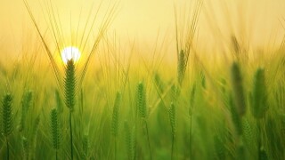 barley-field-1684052-1280.jpg