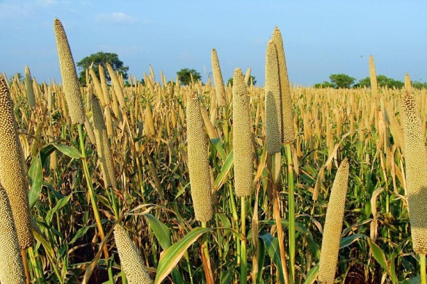 pearl-millet-204105-1280.jpg