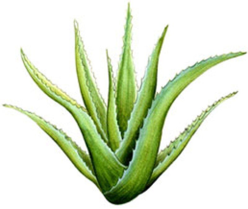 aloe vera tea benefits Radiate Beauty Blueberry and Aloe Herbal Tea