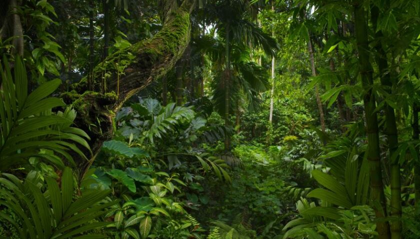 rainforest.jpeg