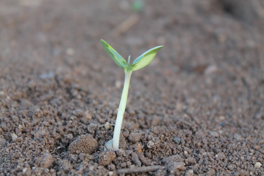 plant-259806.jpg
