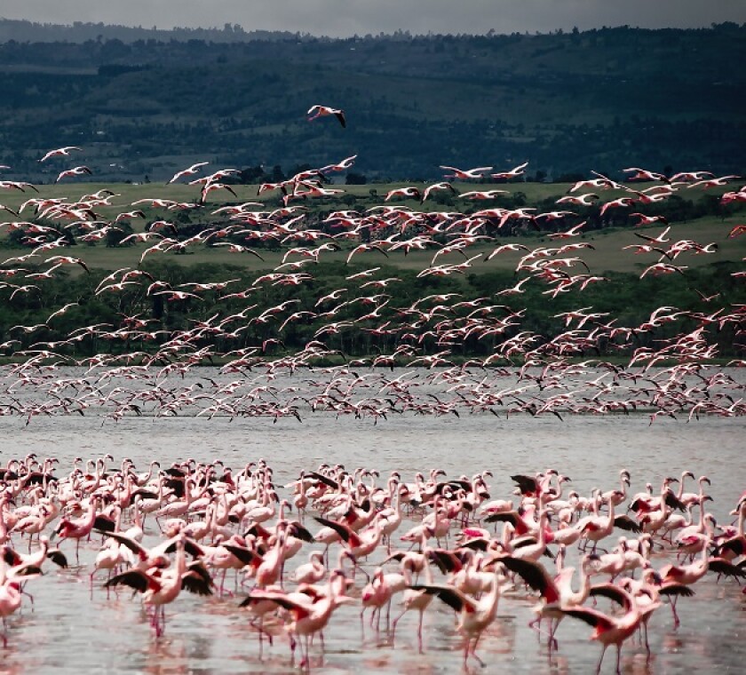 Kenya's DST could force MNEs to flee