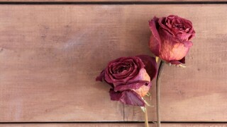 French government and lobbyists incentives fall flat